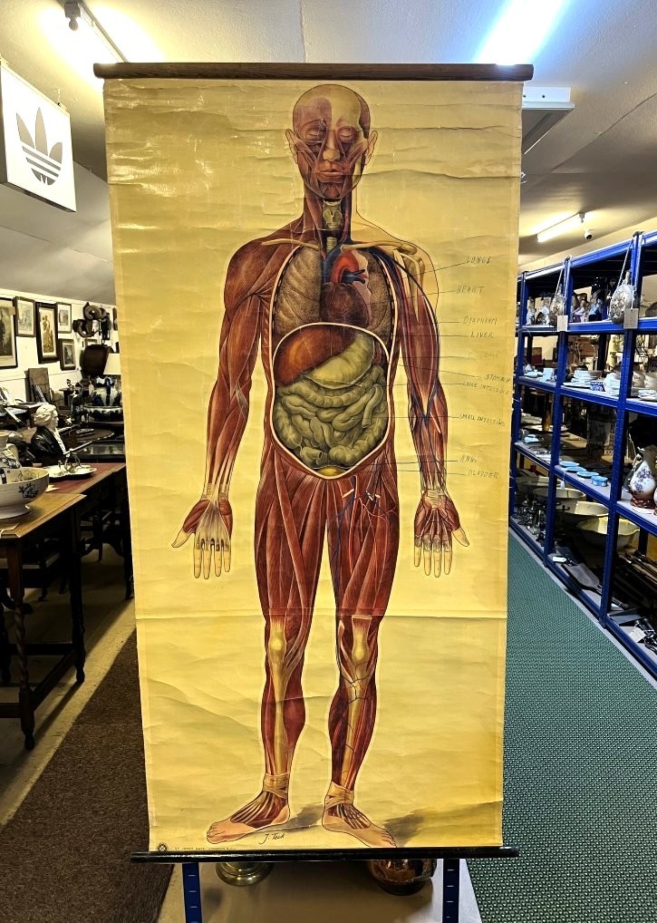 Vintage Anatomical Wall Chart by J Teck