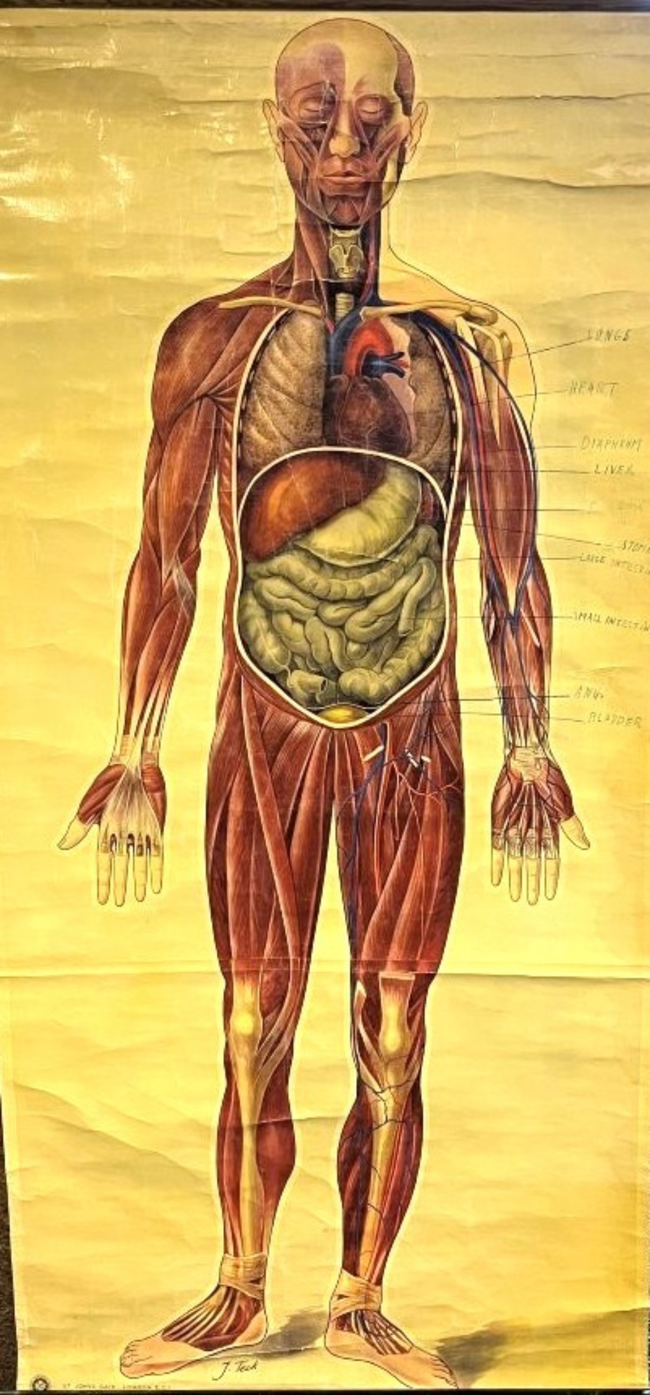 Vintage Anatomical Wall Chart by J Teck