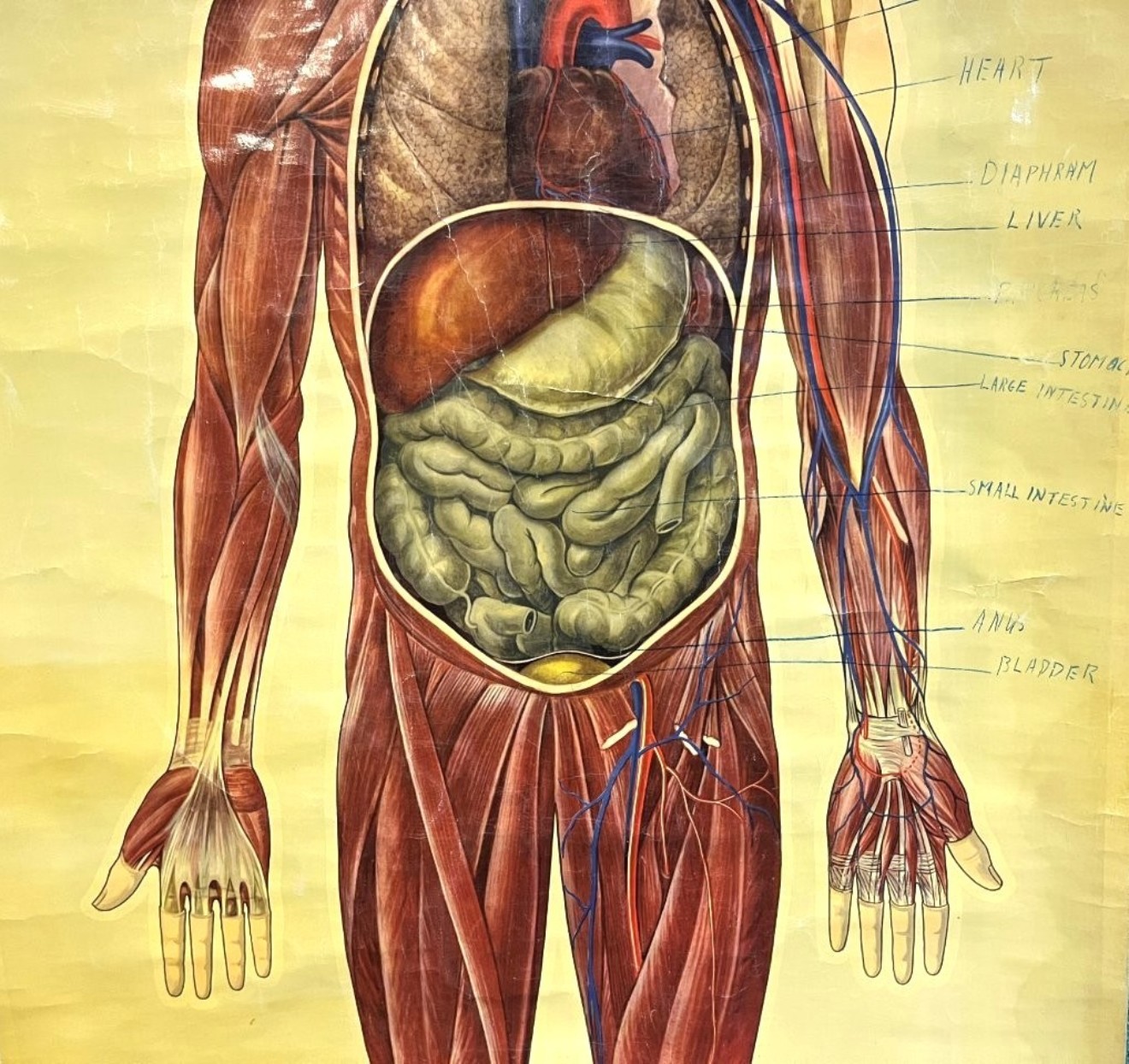 Vintage Anatomical Wall Chart by J Teck
