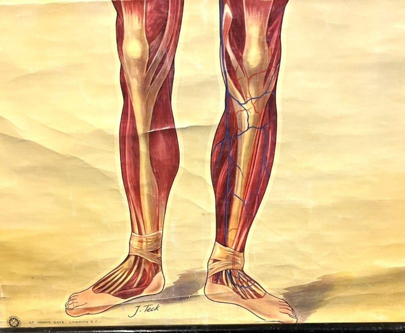 Vintage Anatomical Wall Chart by J Teck