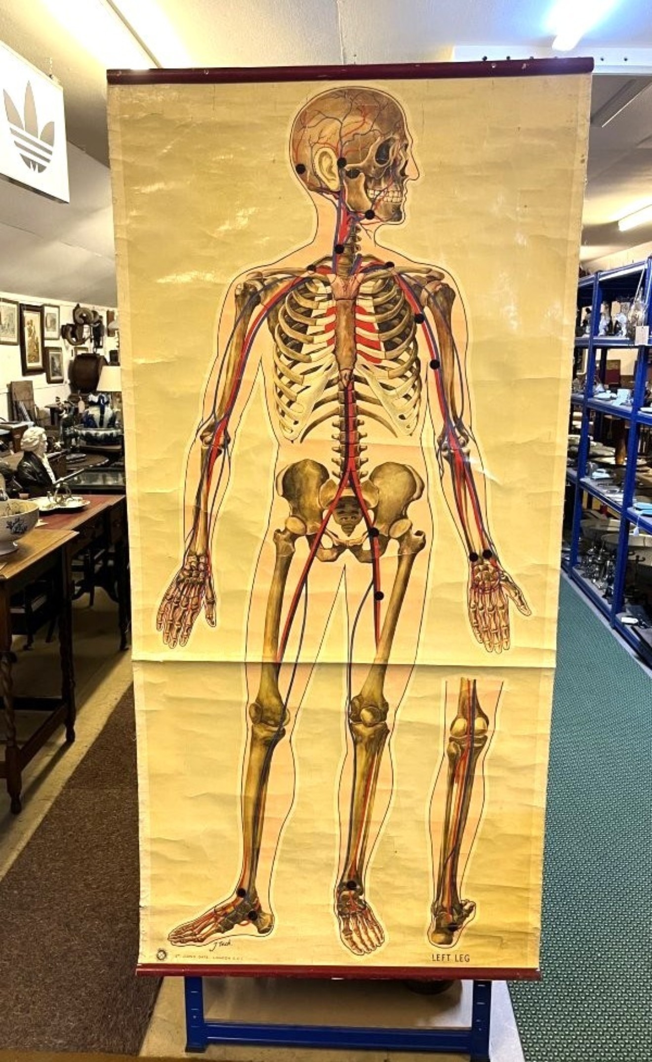 Vintage Anatomical Skeleton and Major Blood Vessels Wall Chart by J Teck