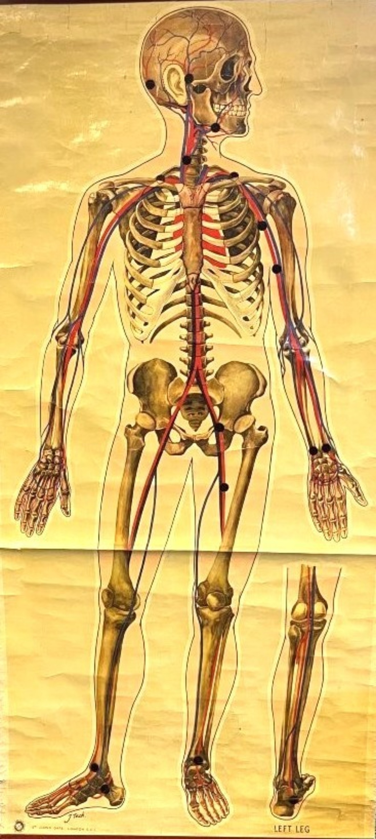 Vintage Anatomical Skeleton and Major Blood Vessels Wall Chart by J Teck