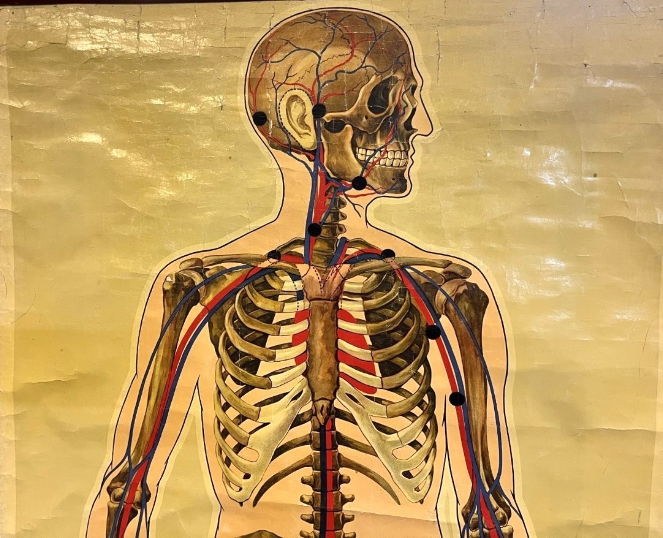Vintage Anatomical Skeleton and Major Blood Vessels Wall Chart by J Teck