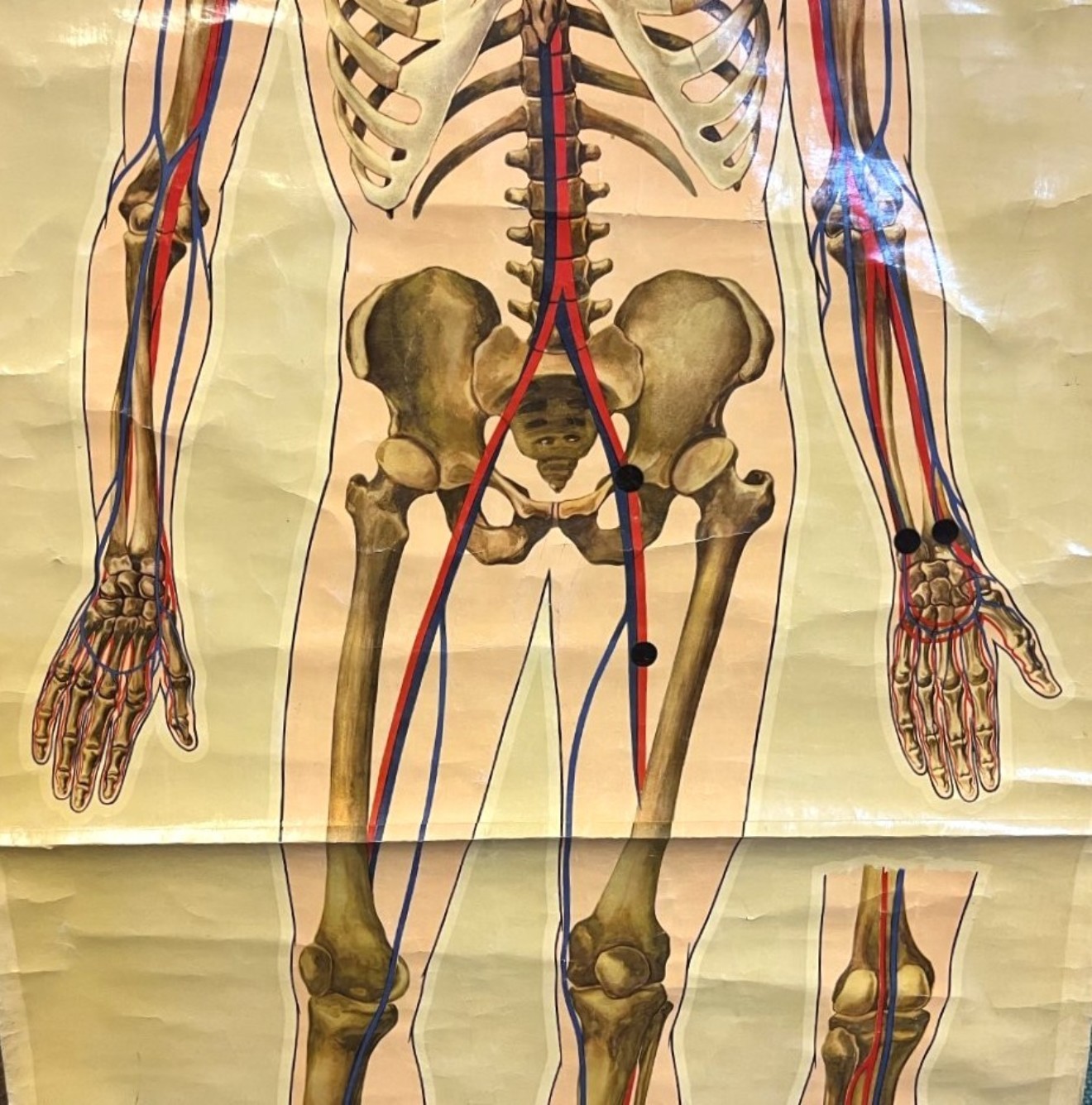 Vintage Anatomical Skeleton and Major Blood Vessels Wall Chart by J Teck