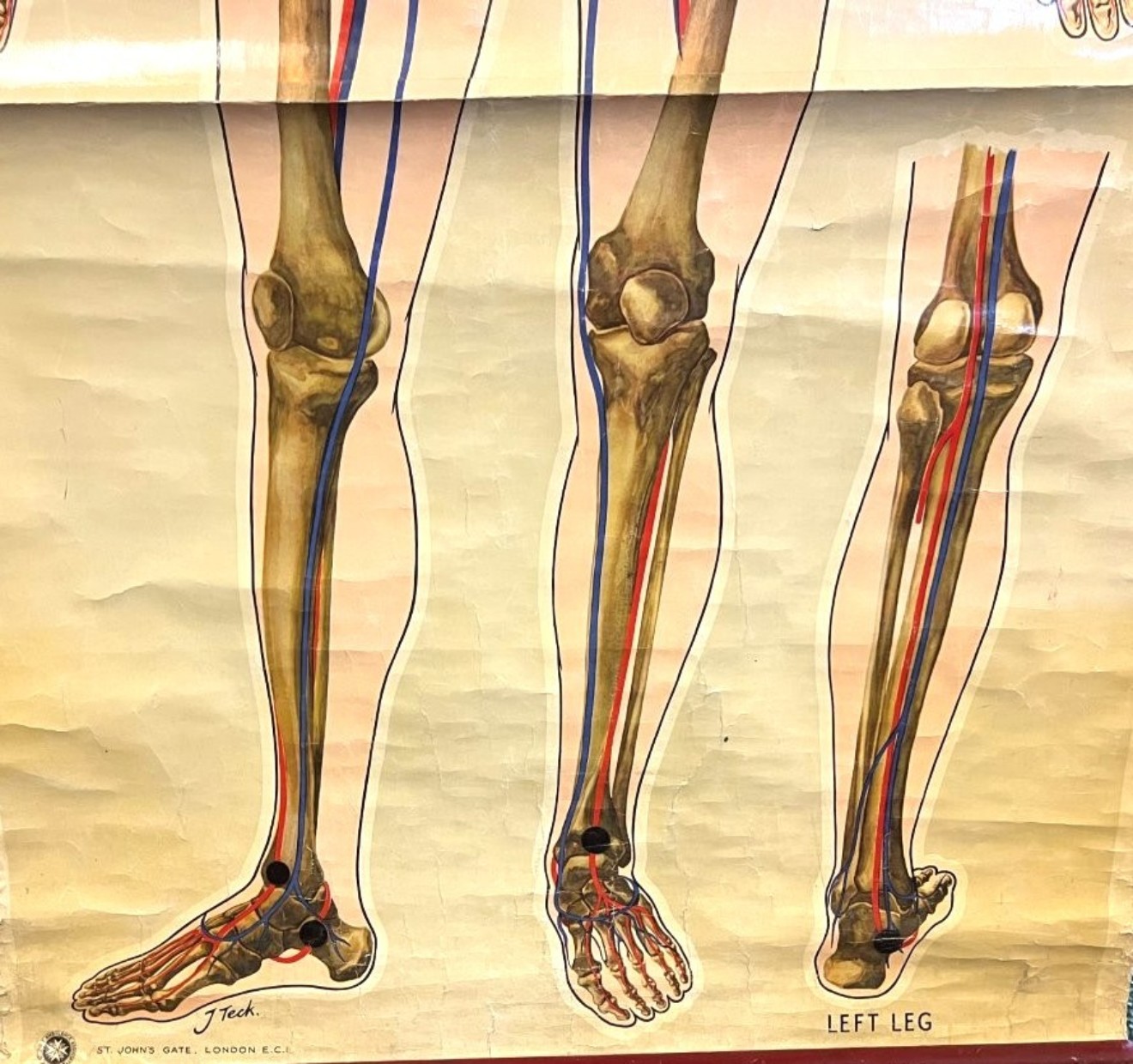 Vintage Anatomical Skeleton and Major Blood Vessels Wall Chart by J Teck