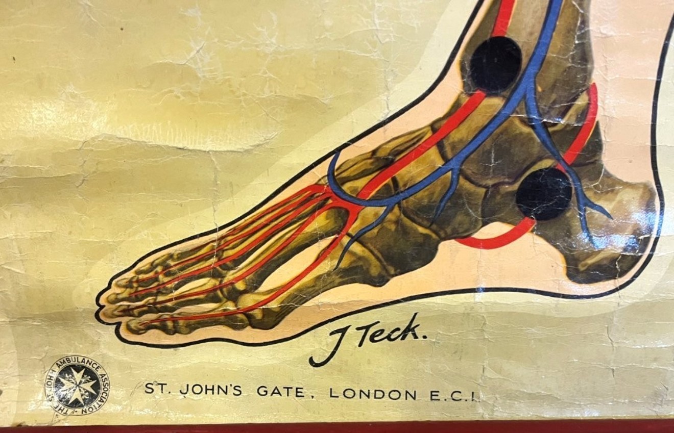 Vintage Anatomical Skeleton and Major Blood Vessels Wall Chart by J Teck