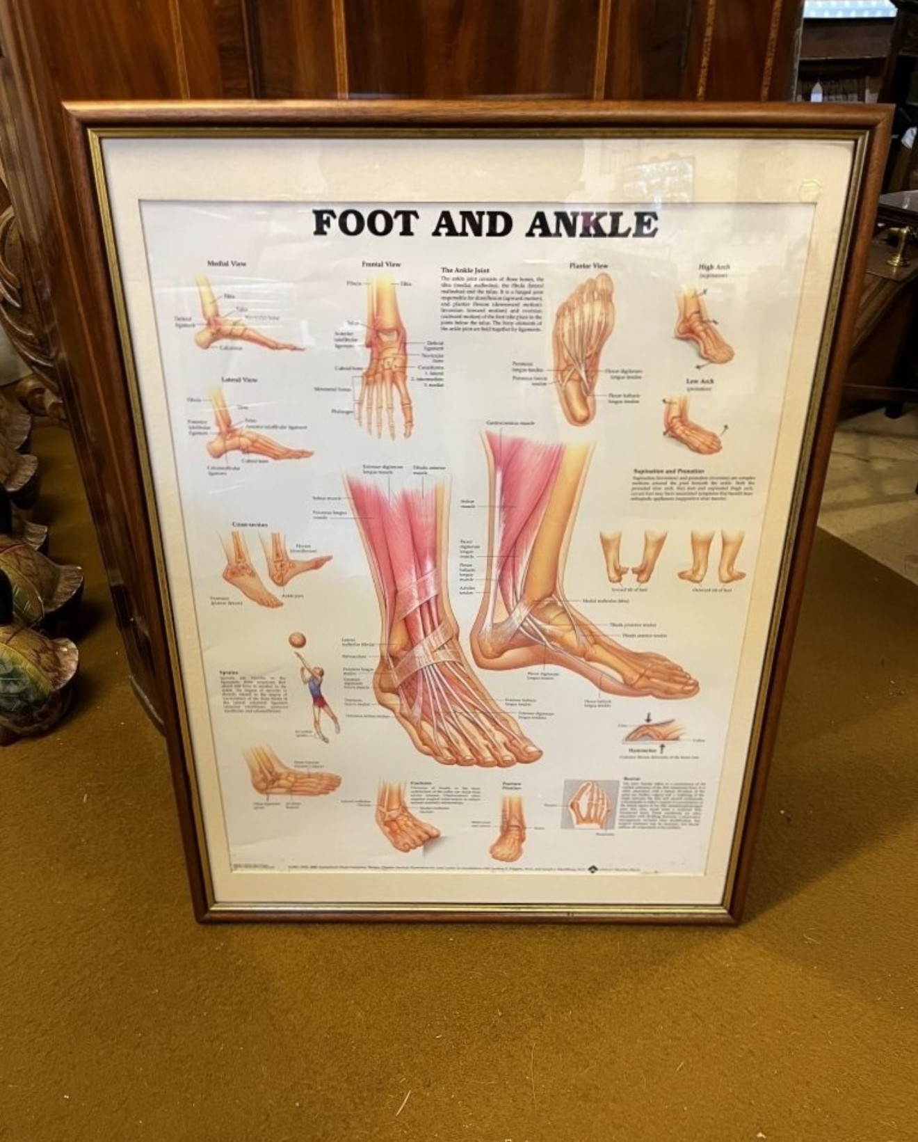 Vintage Framed Foot and Ankle Medical Anatomy Chart