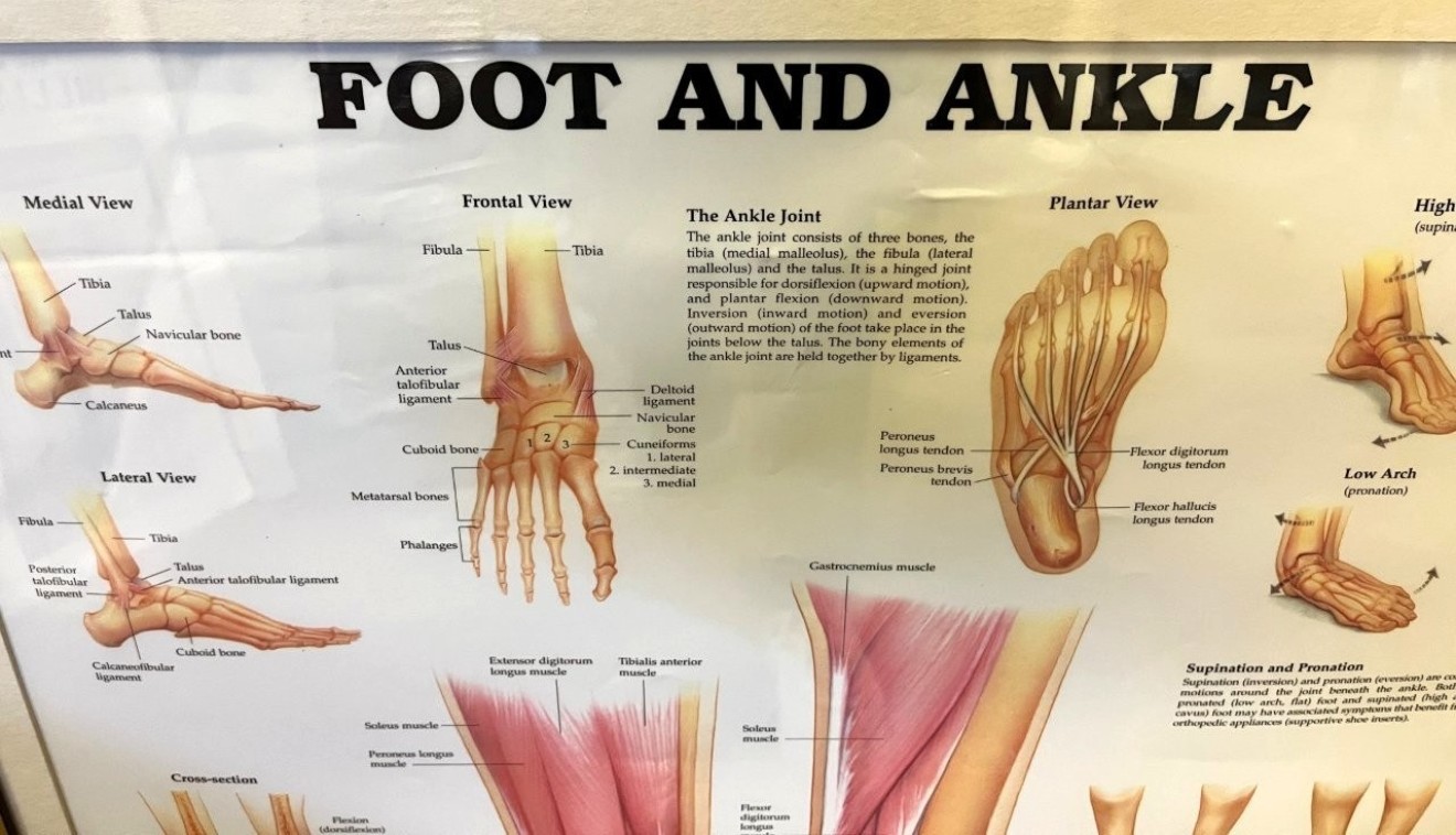 Vintage Framed Foot and Ankle Medical Anatomy Chart