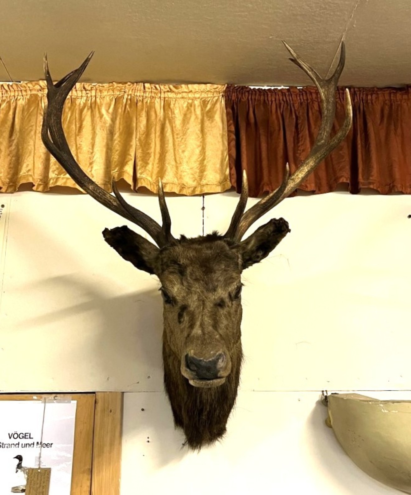 Vintage Large Taxidermy Stag's Head