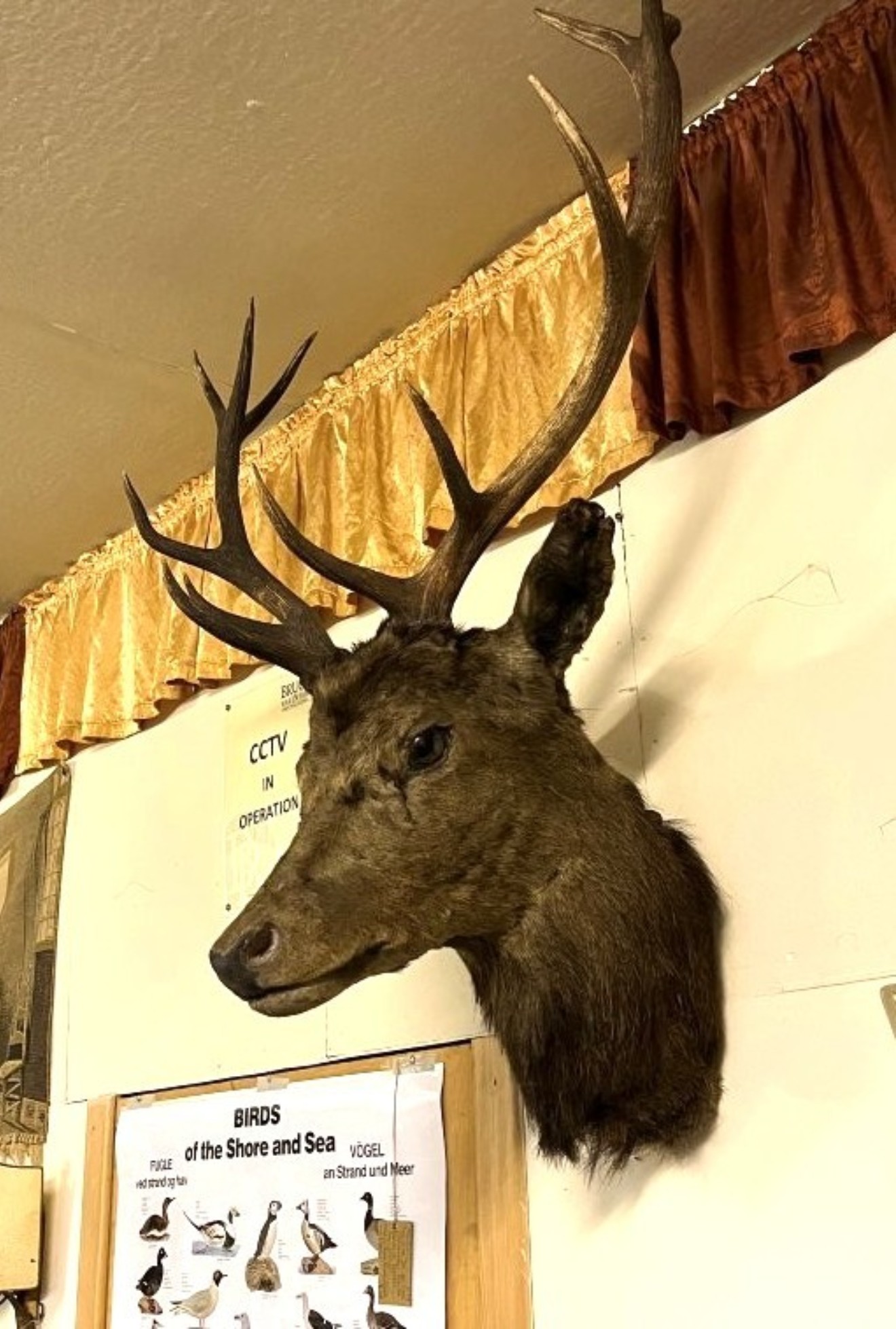 Vintage Large Taxidermy Stag's Head