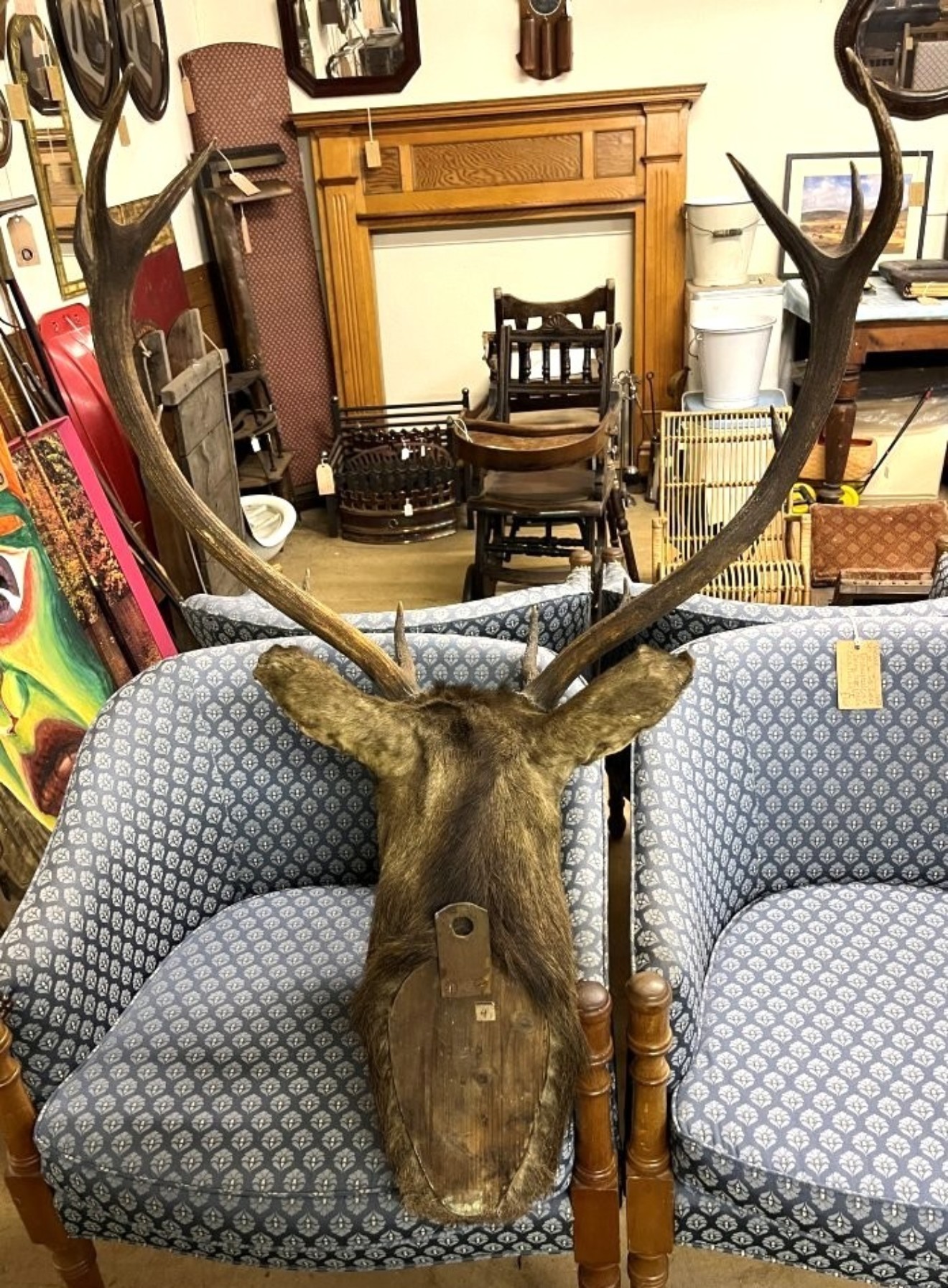Vintage Large Taxidermy Stag's Head