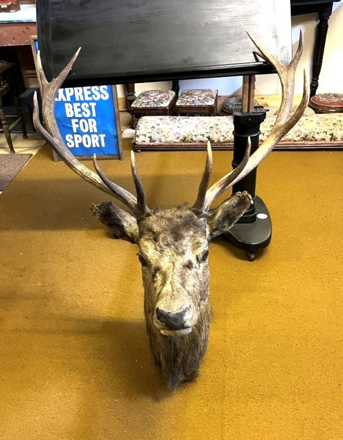 Vintage Large Taxidermy Stag's Head