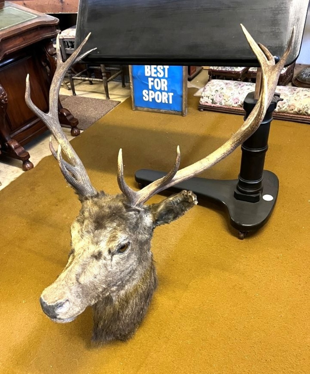 Vintage Large Taxidermy Stag's Head