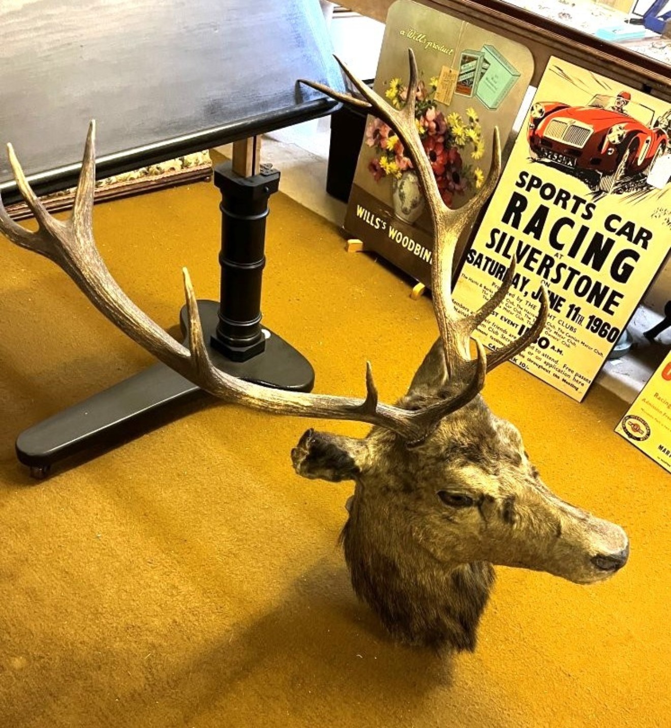 Vintage Large Taxidermy Stag's Head