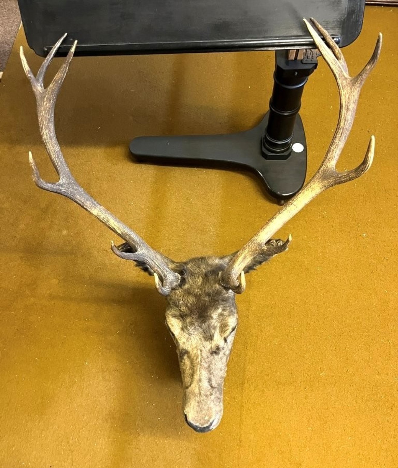 Vintage Large Taxidermy Stag's Head