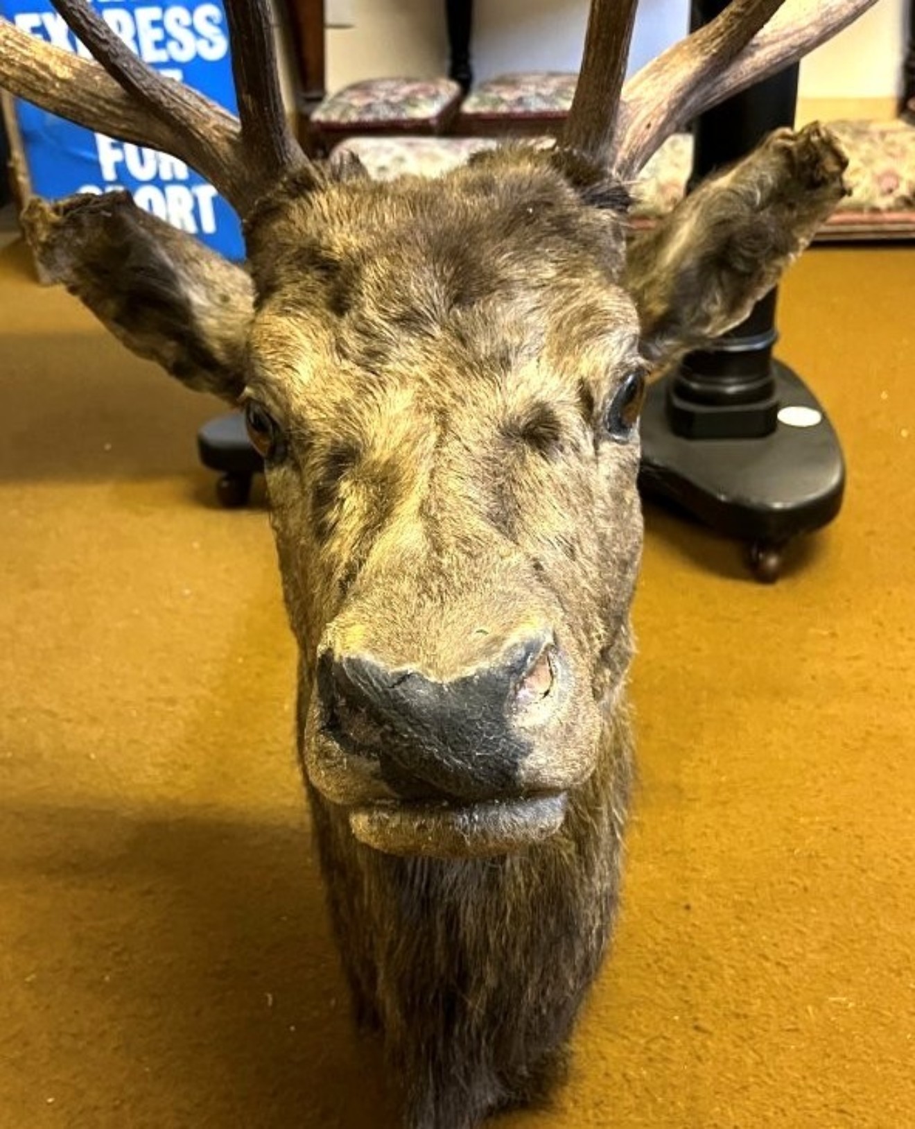 Vintage Large Taxidermy Stag's Head