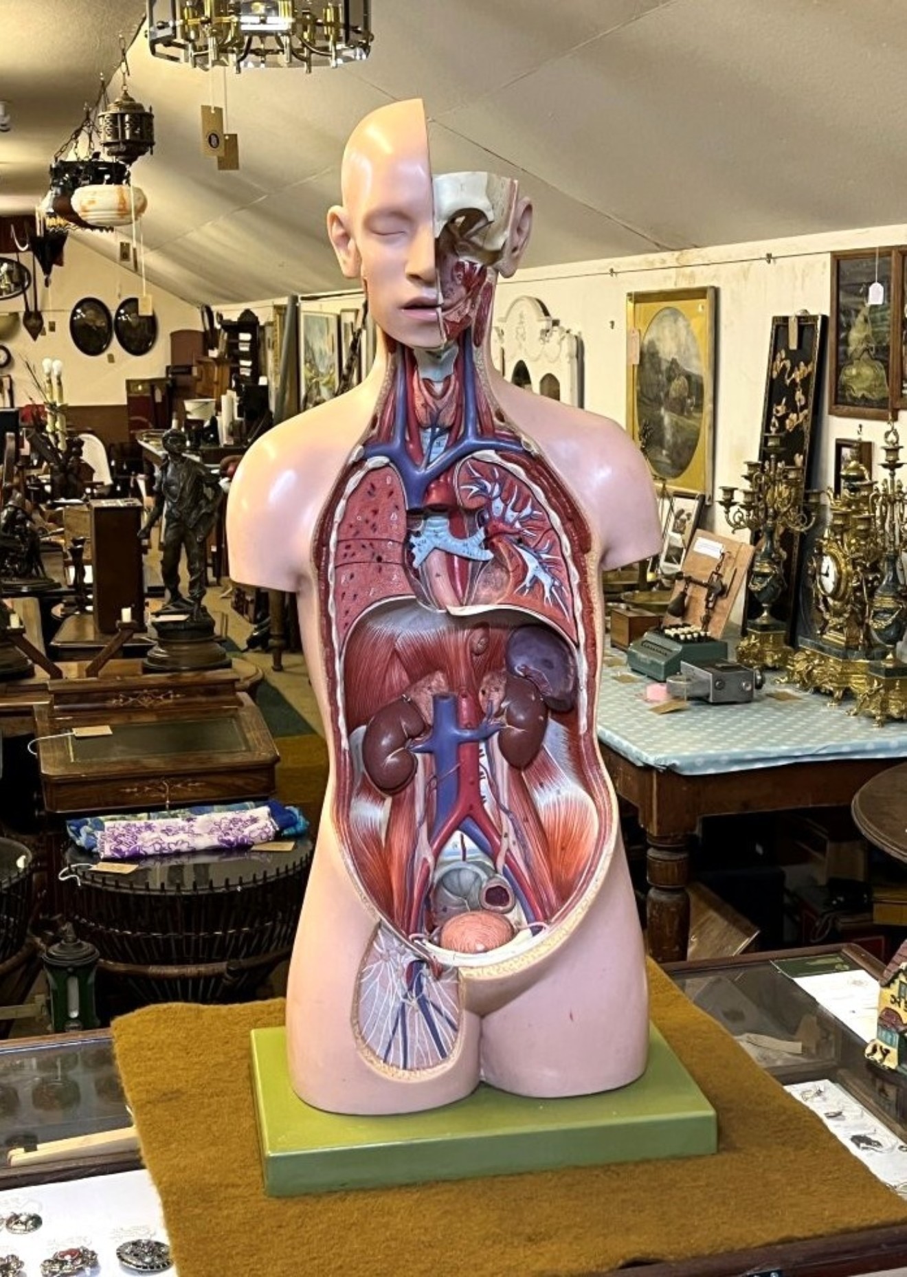Vintage Anatomical Human Torso and Head Model