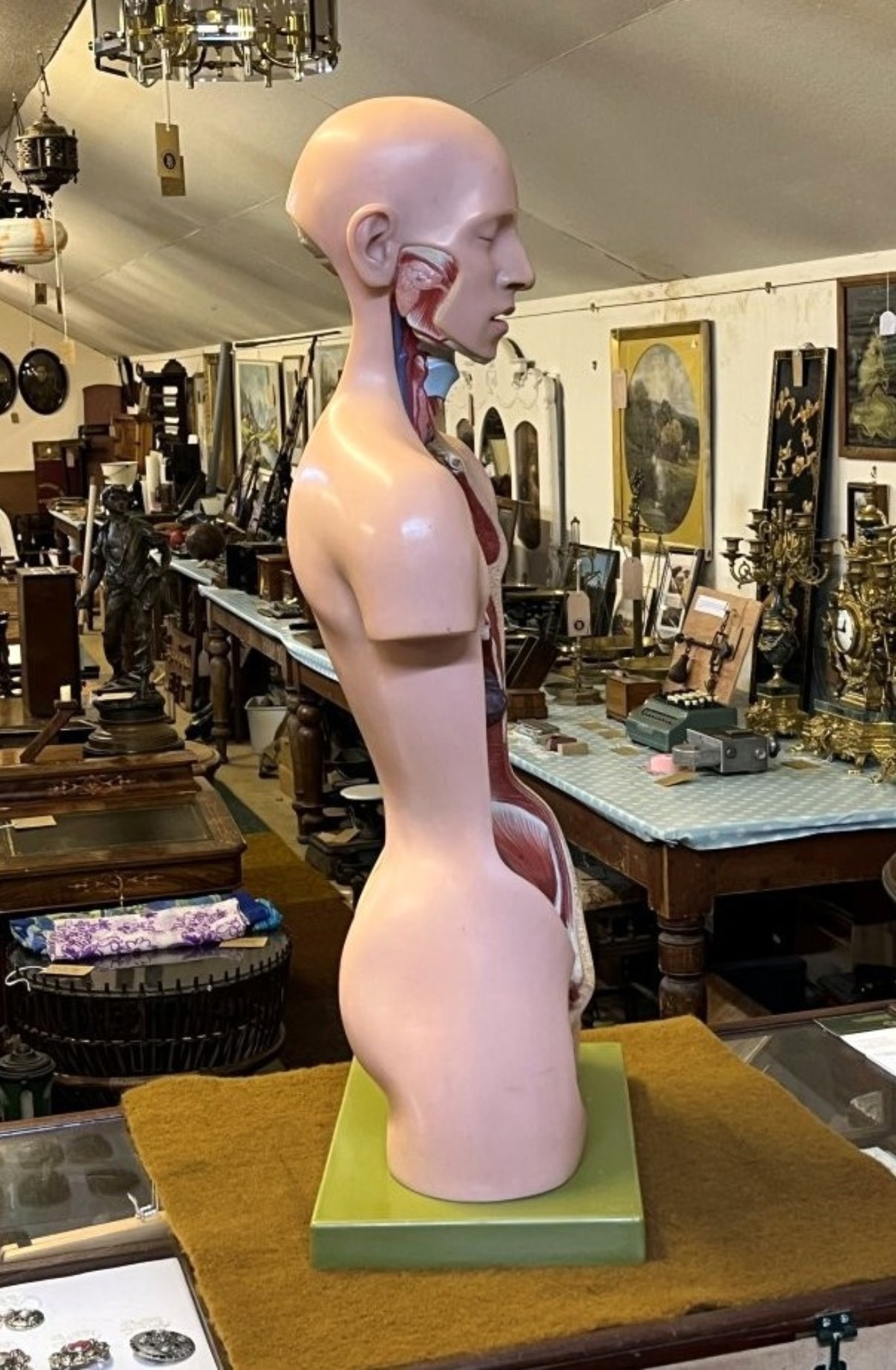 Vintage Anatomical Human Torso and Head Model