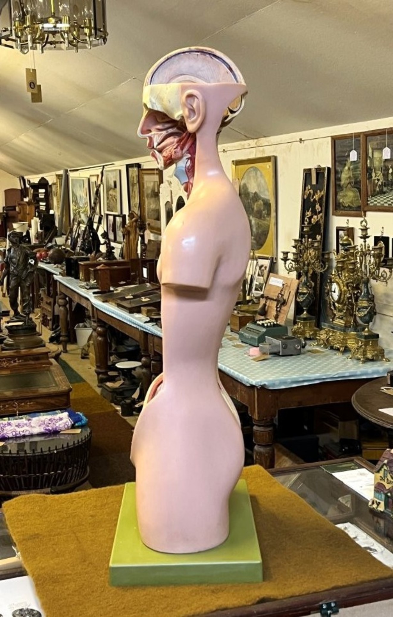 Vintage Anatomical Human Torso and Head Model