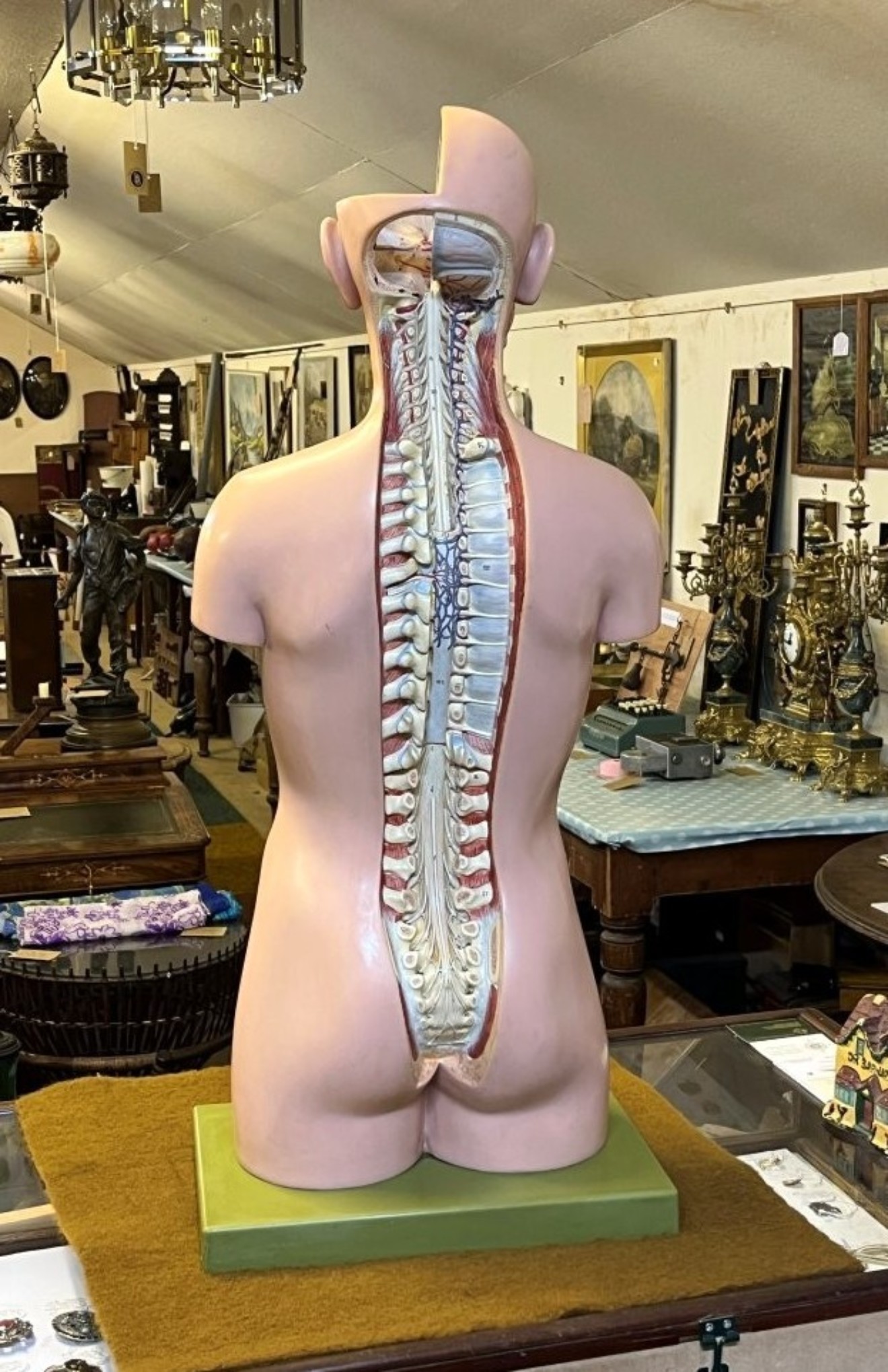Vintage Anatomical Human Torso and Head Model