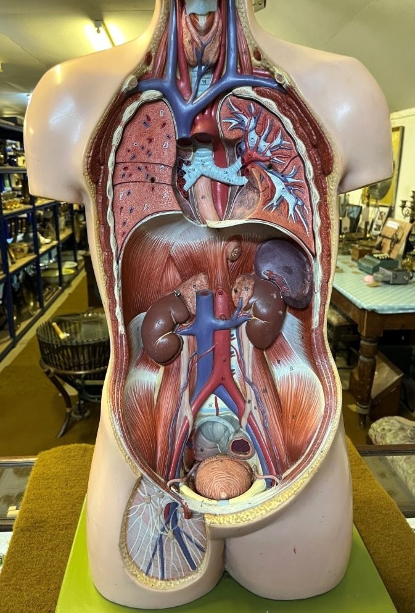 Vintage Anatomical Human Torso and Head Model