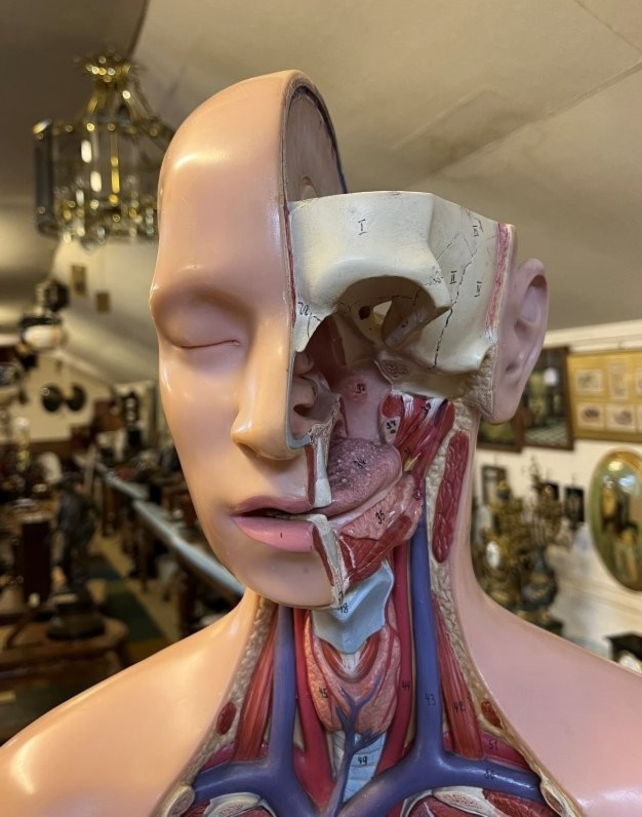 Vintage Anatomical Human Torso and Head Model