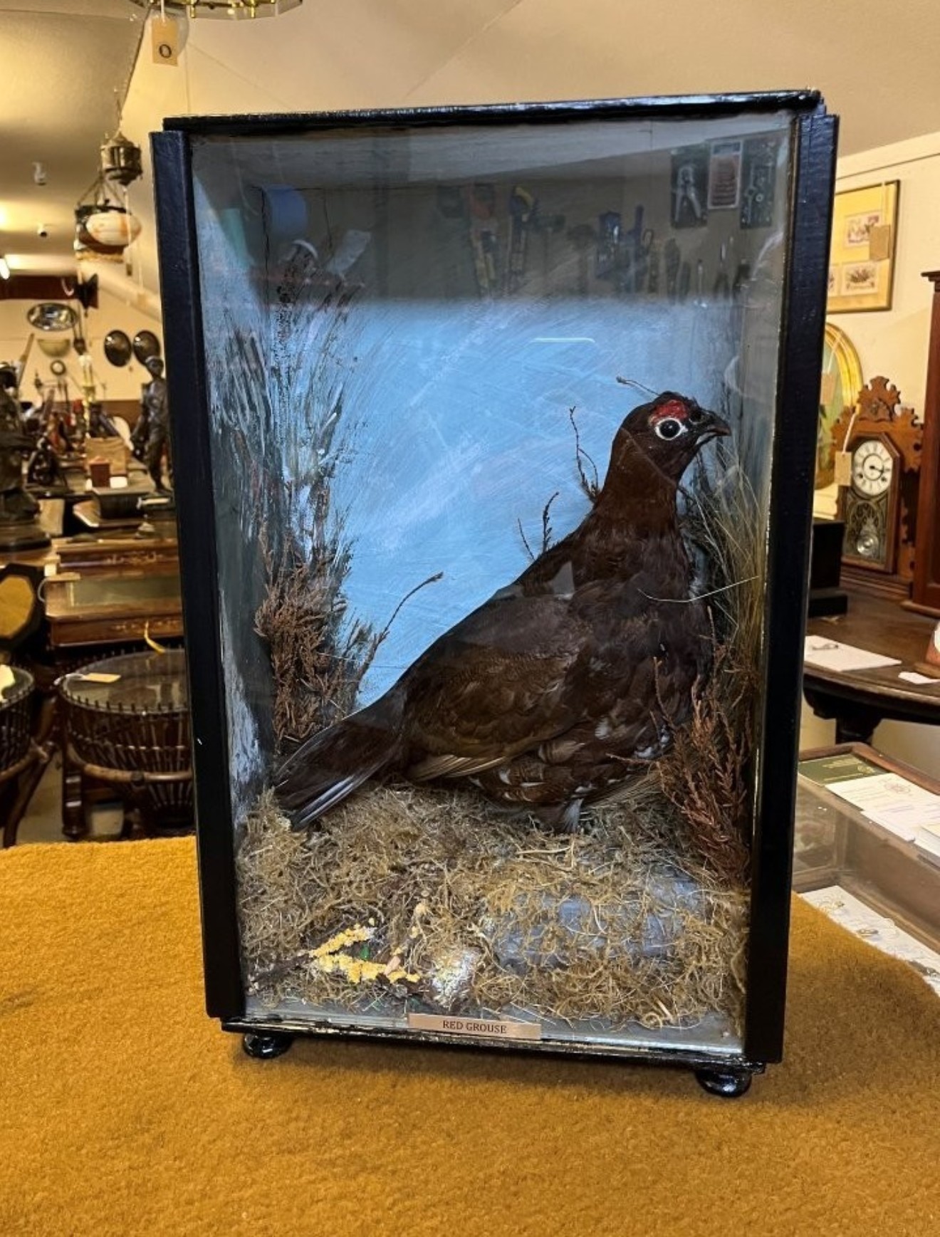 Vintage Taxidermy Red Grouse (Lagopus Scotica) in Black Glazed Case