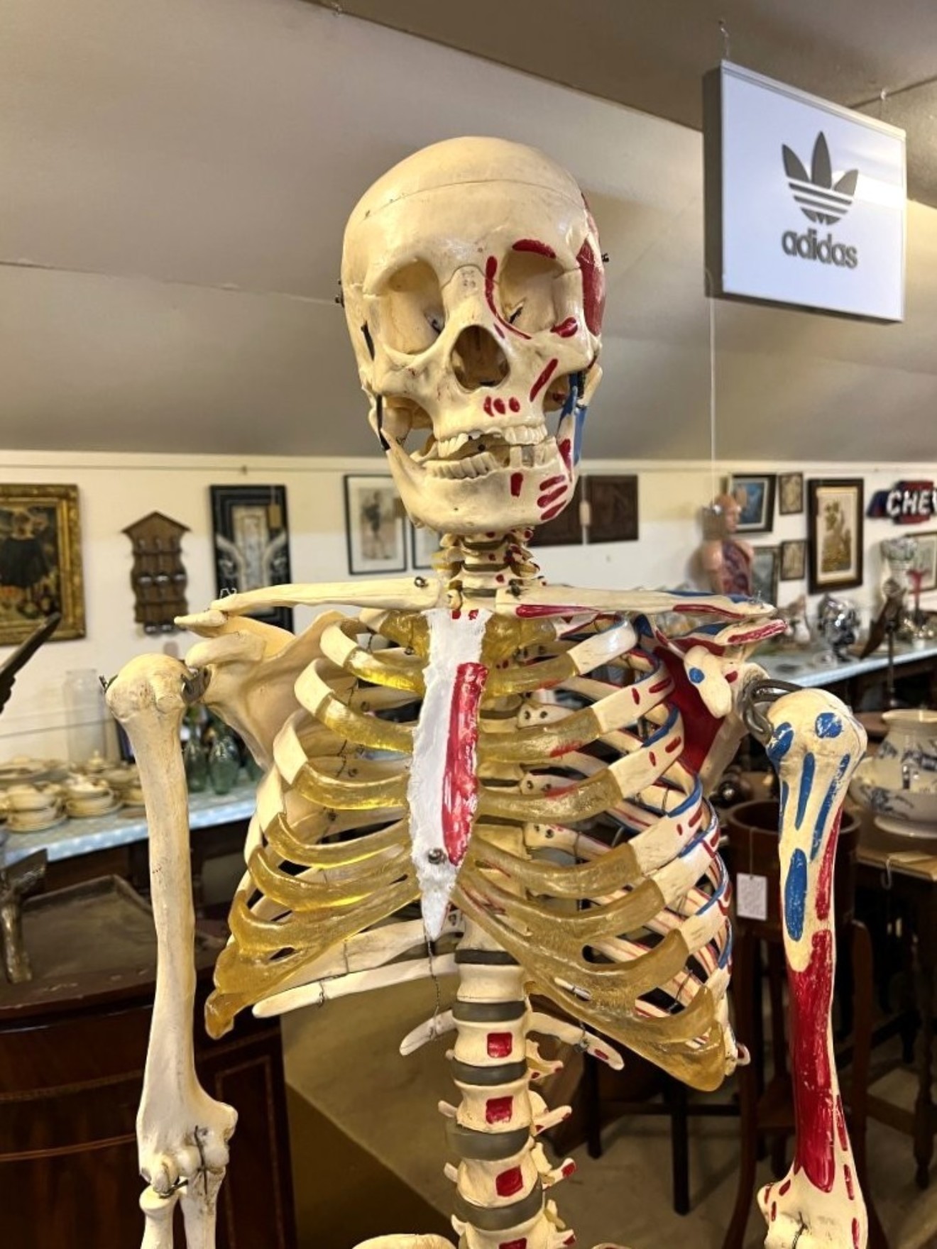 Vintage Anatomical Skeleton Teaching Aid