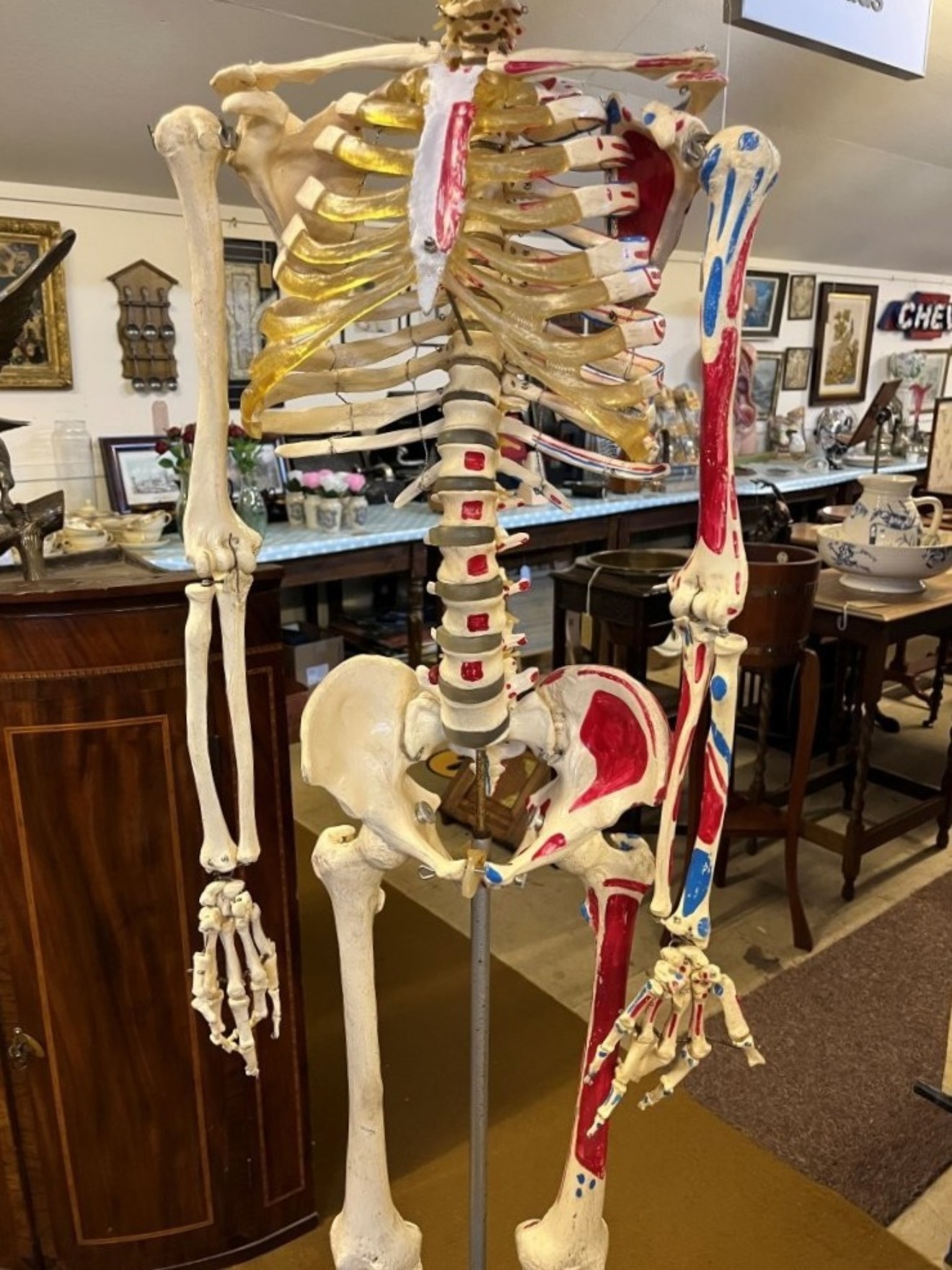 Vintage Anatomical Skeleton Teaching Aid