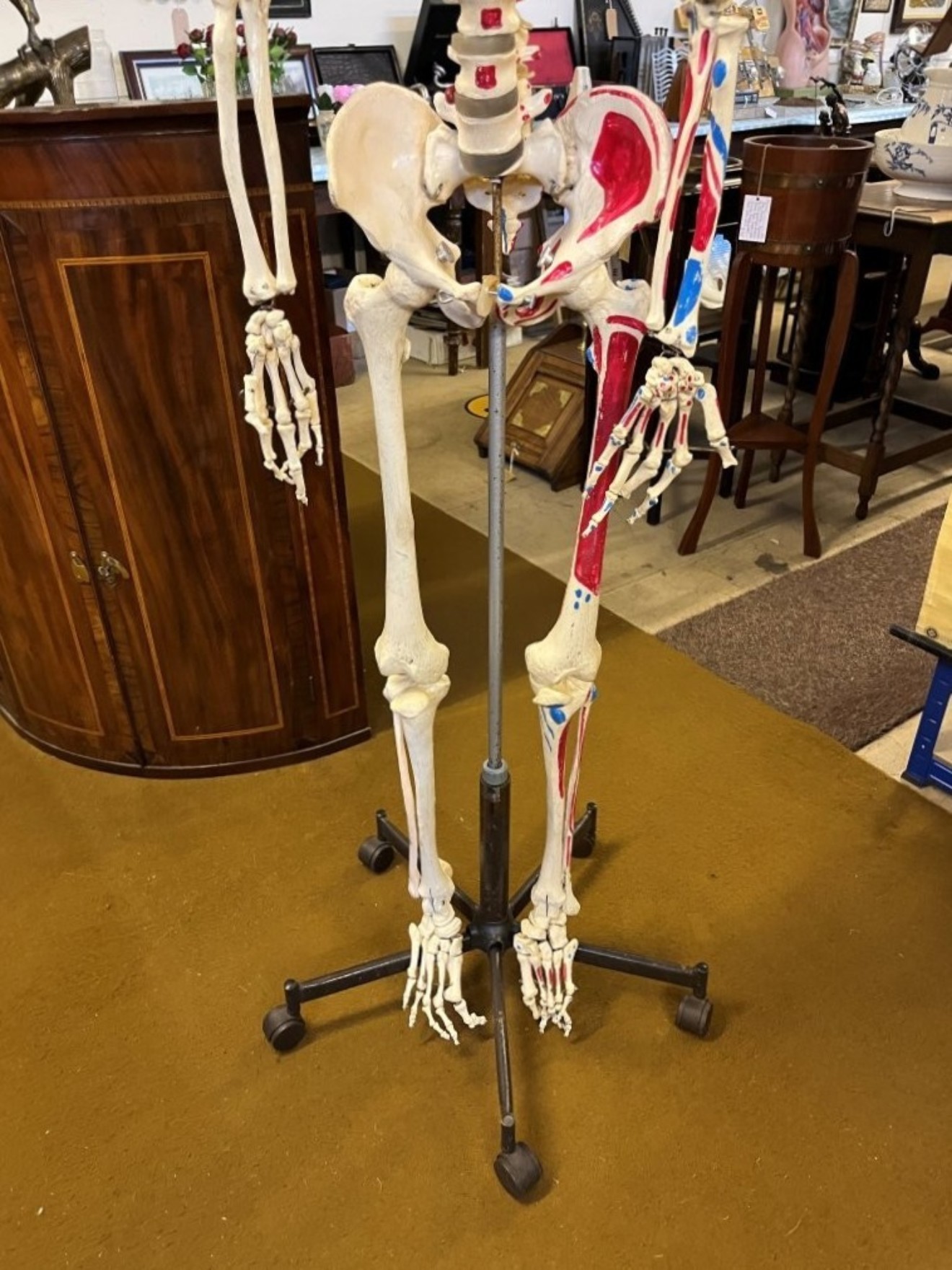 Vintage Anatomical Skeleton Teaching Aid