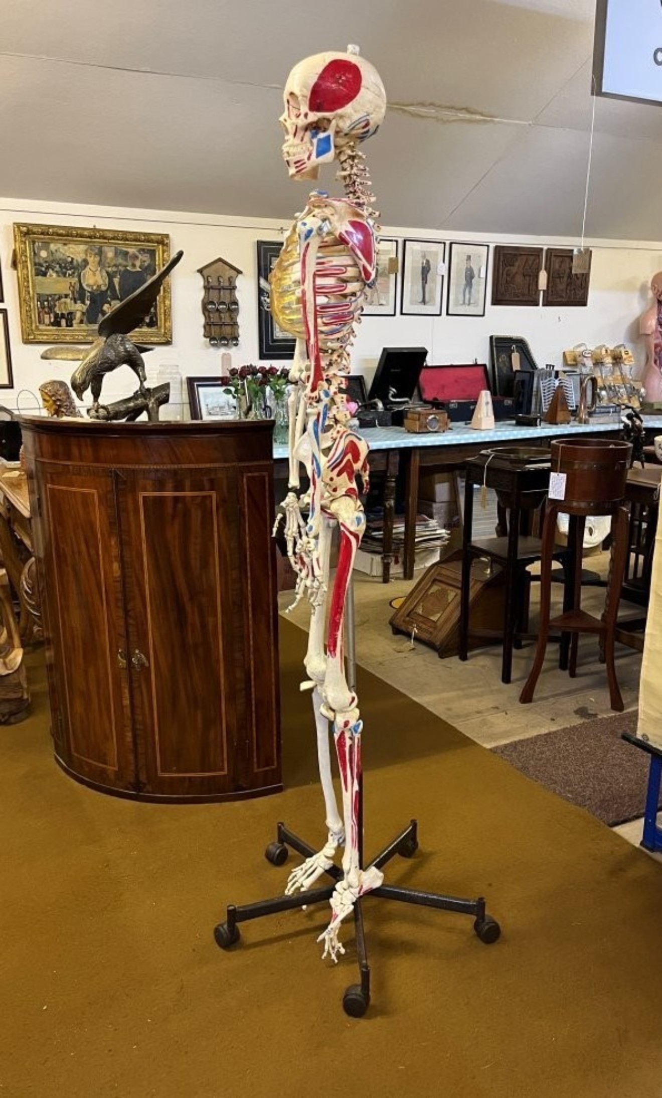 Vintage Anatomical Skeleton Teaching Aid