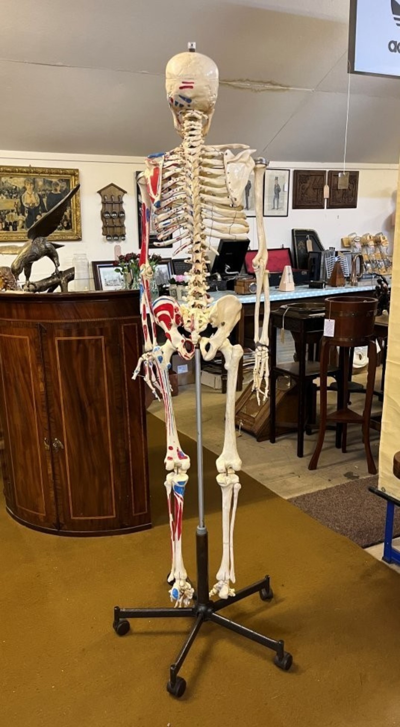 Vintage Anatomical Skeleton Teaching Aid