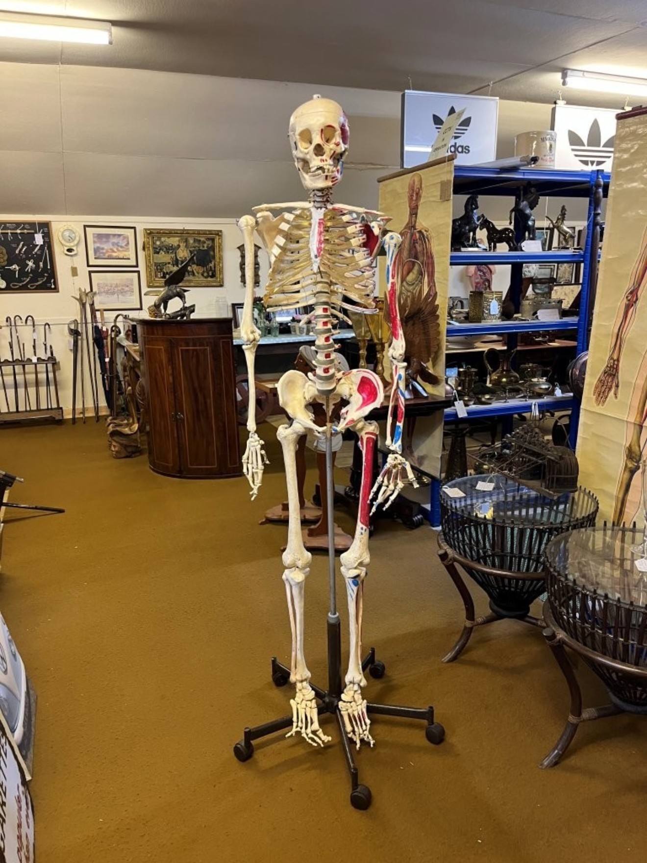 Vintage Anatomical Skeleton Teaching Aid