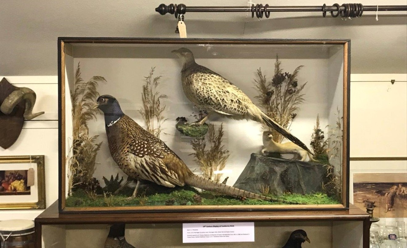 Antique Taxidermy Hen and Cock Pheasant with Stoat