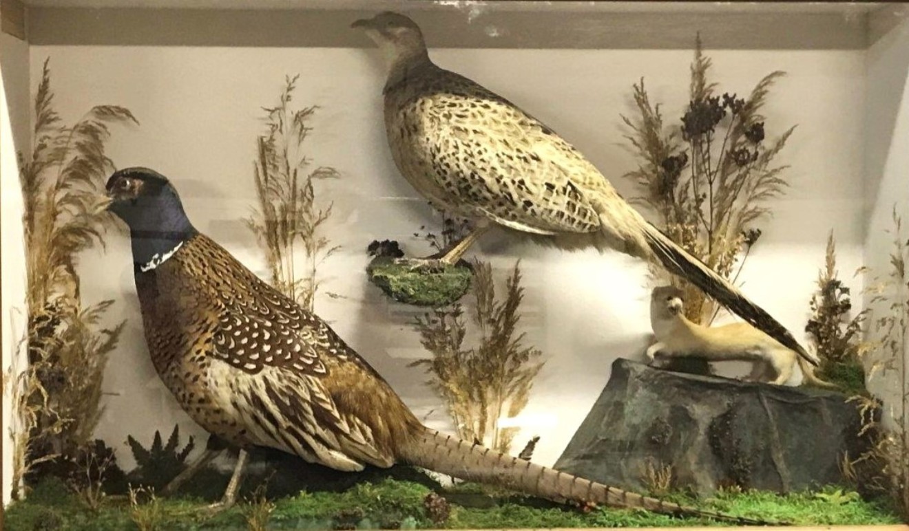 Antique Taxidermy Hen and Cock Pheasant with Stoat