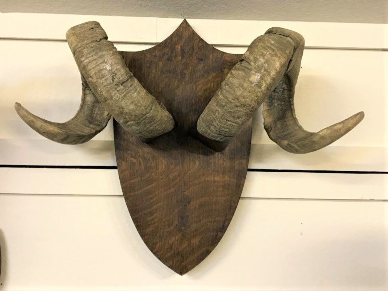 Rams Horns Mounted on Oak Plaque