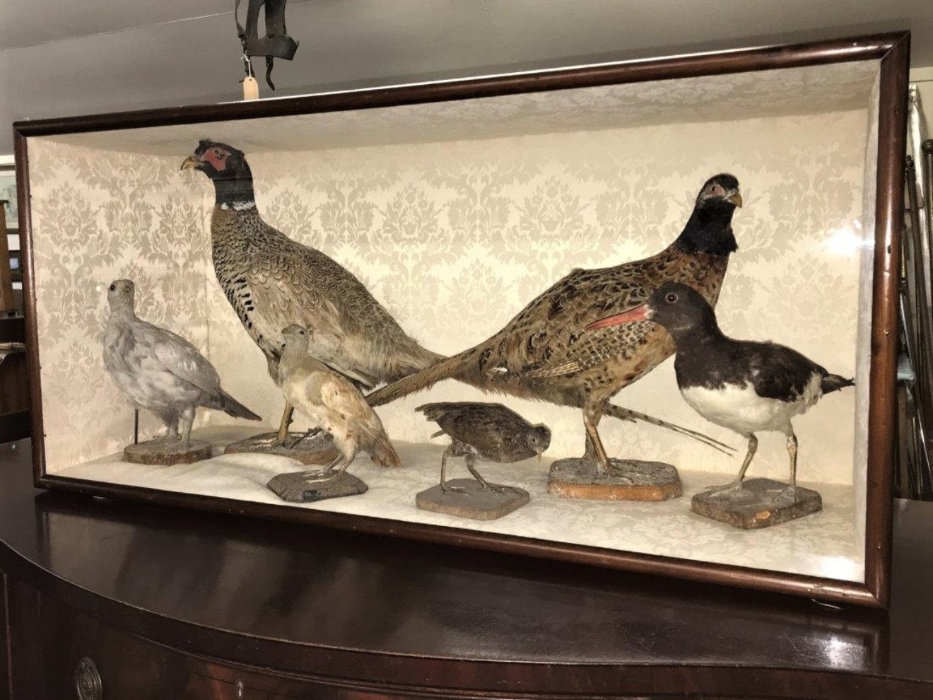 19th Century Display of Taxidermy Birds