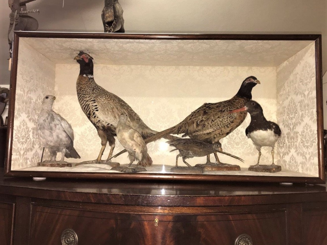 19th Century Display of Taxidermy Birds