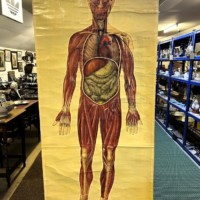 Vintage Anatomical Wall Chart by J Teck