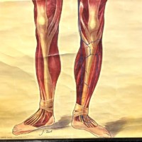 Vintage Anatomical Wall Chart by J Teck