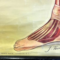 Vintage Anatomical Wall Chart by J Teck