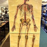 Vintage Anatomical Skeleton and Major Blood Vessels Wall Chart by J Teck