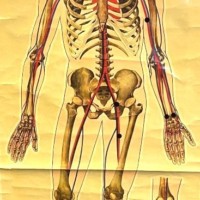 Vintage Anatomical Skeleton and Major Blood Vessels Wall Chart by J Teck