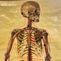 Vintage Anatomical Skeleton and Major Blood Vessels Wall Chart by J Teck