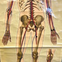 Vintage Anatomical Skeleton and Major Blood Vessels Wall Chart by J Teck