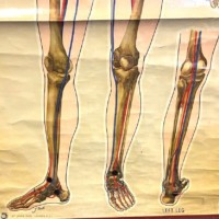 Vintage Anatomical Skeleton and Major Blood Vessels Wall Chart by J Teck