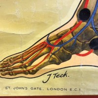 Vintage Anatomical Skeleton and Major Blood Vessels Wall Chart by J Teck
