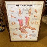 Vintage Framed Foot and Ankle Medical Anatomy Chart