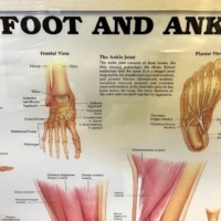 Vintage Framed Foot and Ankle Medical Anatomy Chart