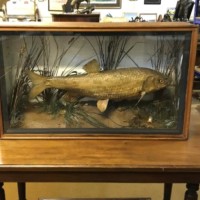 Antique Cased Taxidermy Roach in Naturalistic River Bed Setting